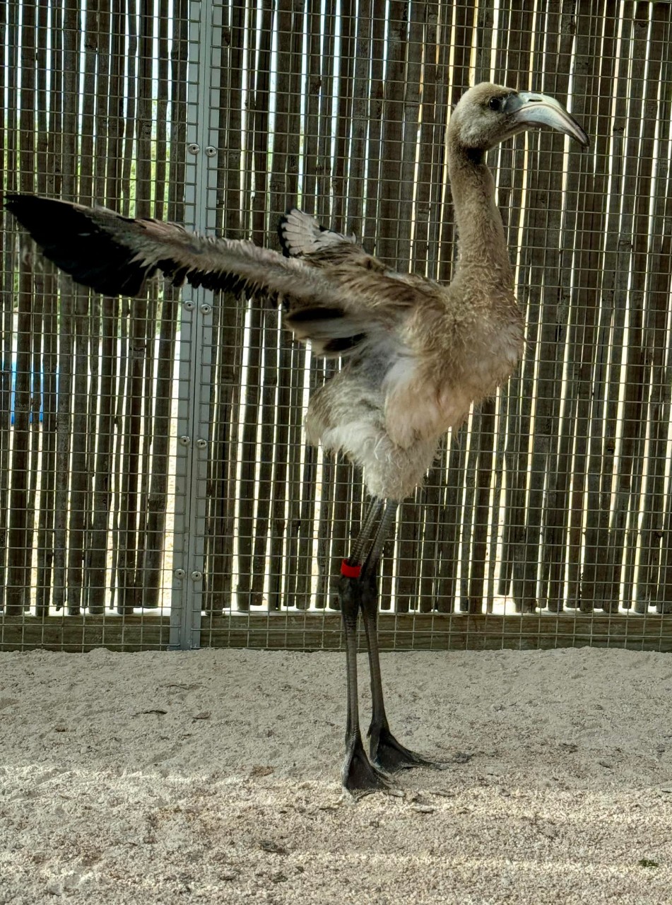 Bonaire Wild Bird Rehab # (12)