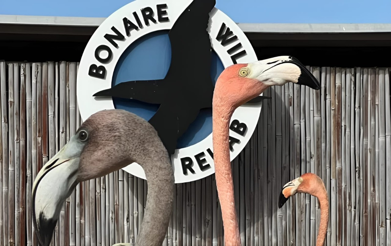 Bonaire Wild Bird Rehab # (14)
