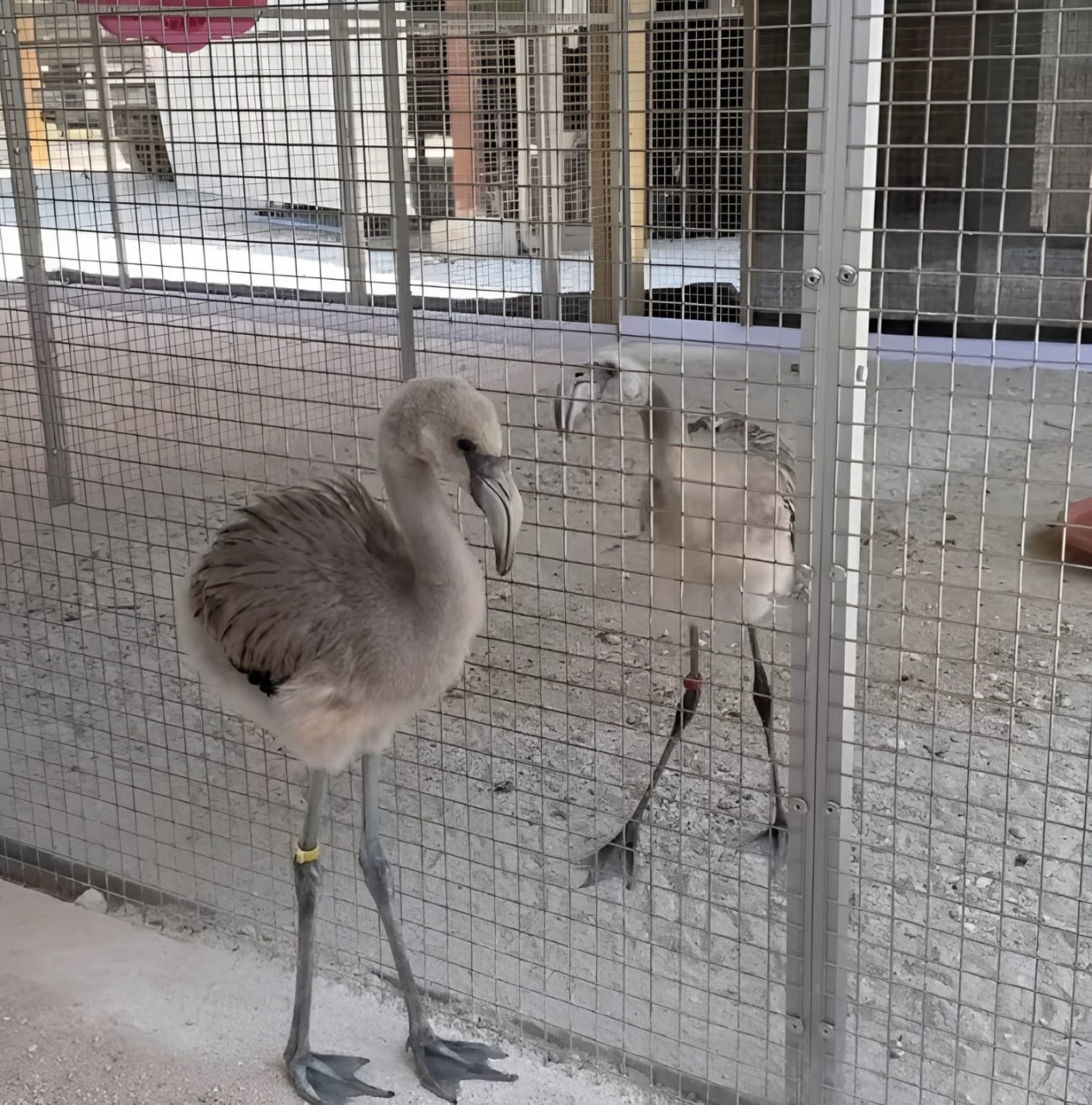 Bonaire Wild Bird Rehab # (11)