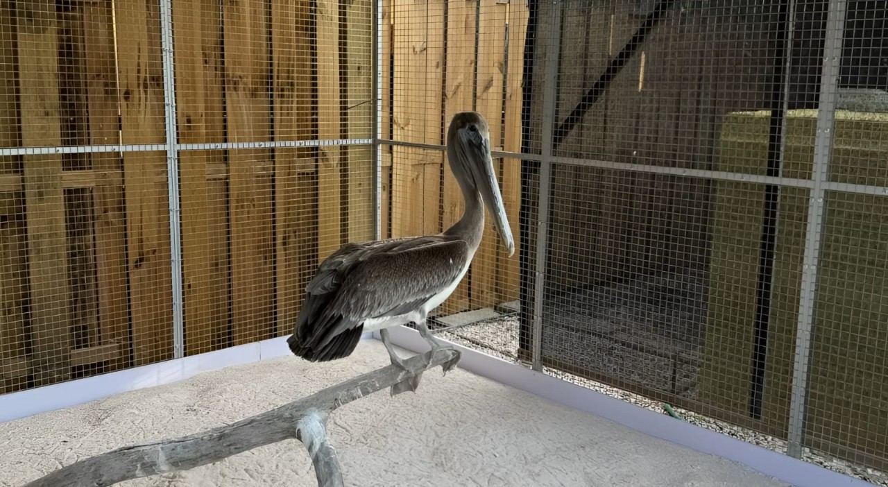 Bonaire Wild Bird Rehab # (13)